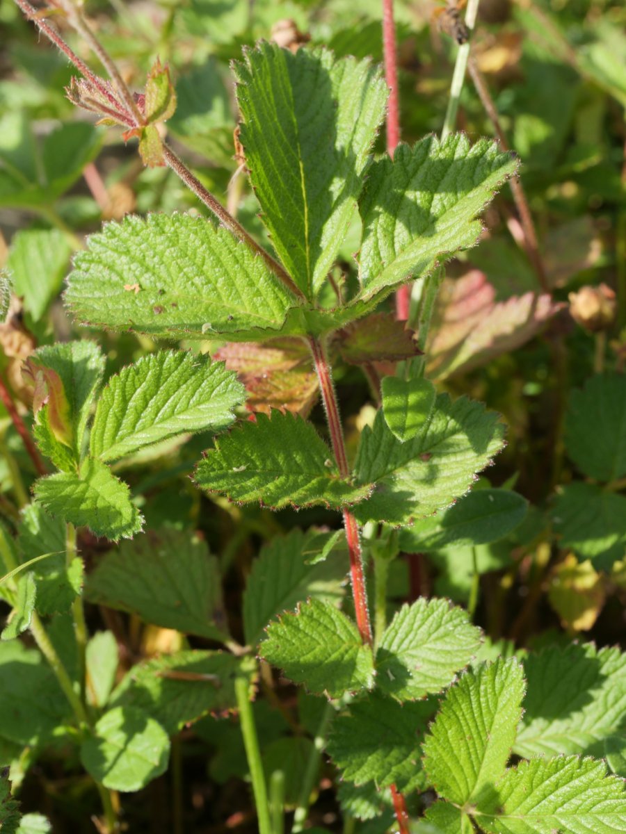 Potentilla rupestris Lapazarra gainean