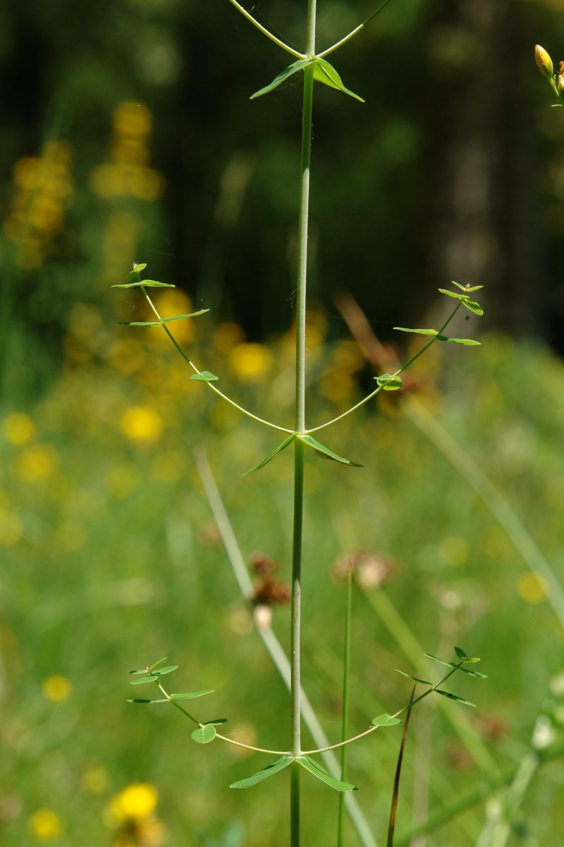 Hypericum pulchrum Arraldegaina mendian