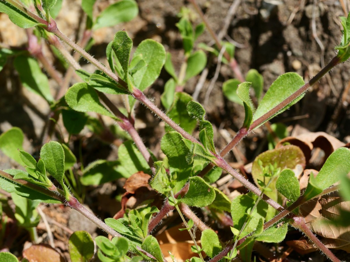 Silene gallica