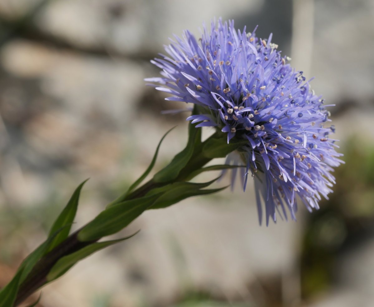 Globularia vulgaris, Etxauri mendian
