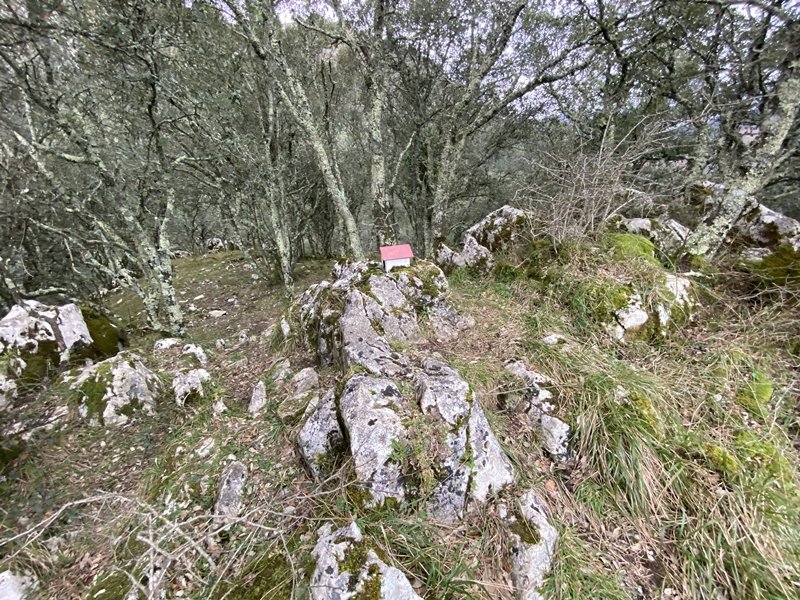 Tontorra