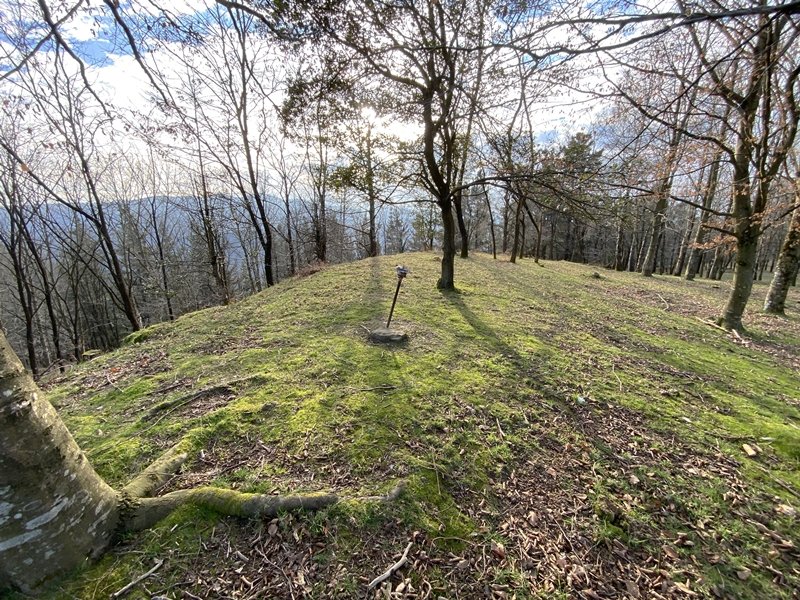 Tontorra