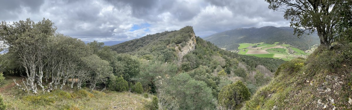 Olvedo