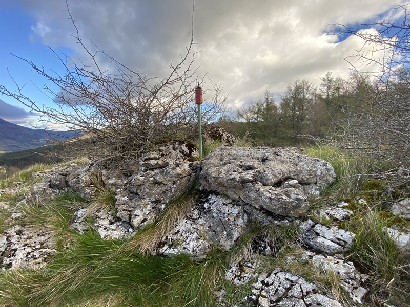 Tontorra
