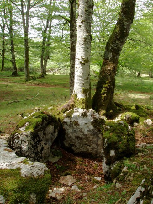 Txuritxoberri