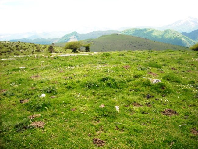 Hegillore tumulua