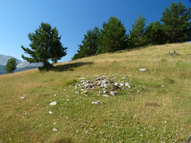 Adazidoia tumulua