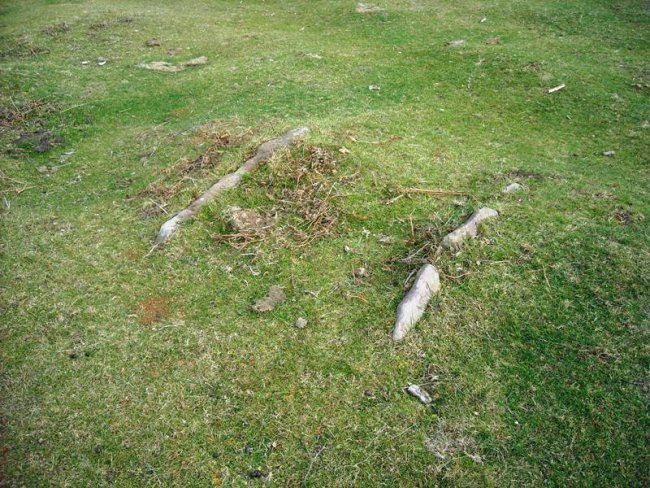 Eihartzeko lepoa