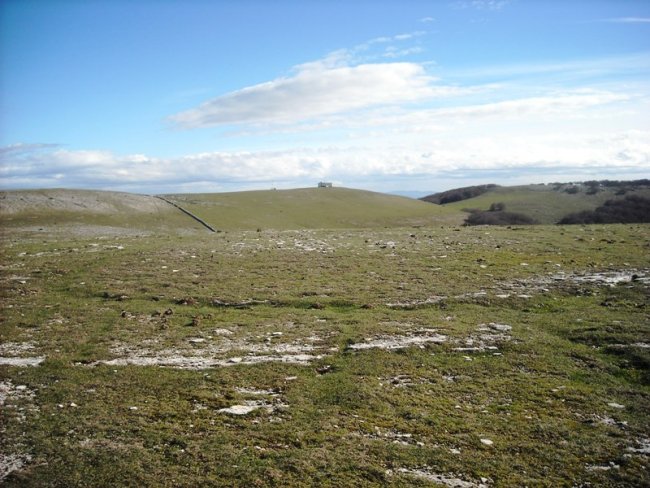 Bizkardi