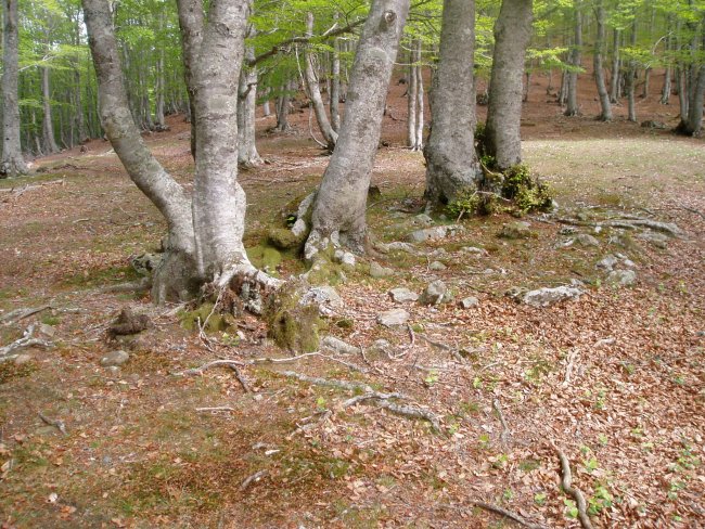 Naturaren omenez
