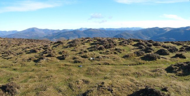 Abartango zelaia
