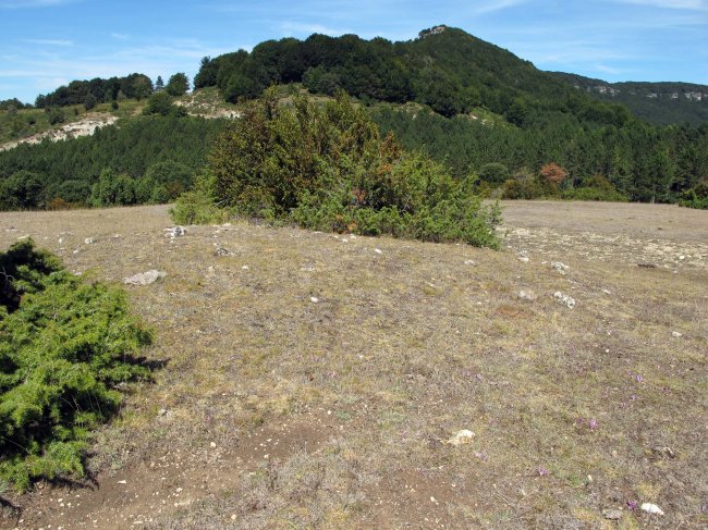 ARRITIRRA tumulua