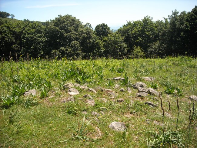 salsangua