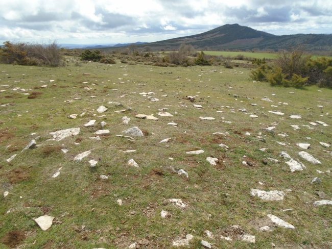 arizdia 9